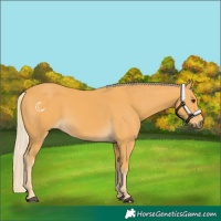Horse Color:Palomino 