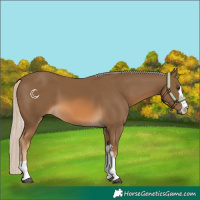 Horse Color:Chocolate Palomino 