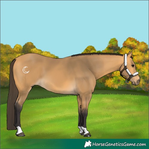 Horse Color:Buckskin 