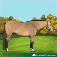 Horse Color:Buckskin 