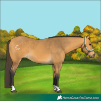 Horse Color:Buckskin