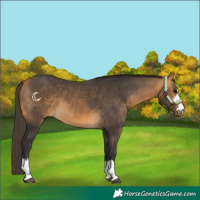 Horse Color:Buckskin 