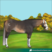 Horse Color:Buckskin Splash 