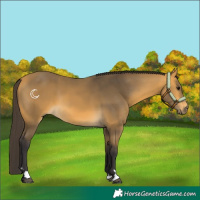 Horse Color:Buckskin 