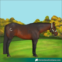 Horse Color:Brown 