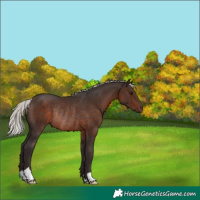 Horse Color:Silver Brown Rabicano 
