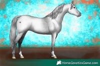 Horse Color:Gray Black 
