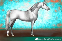 Horse Color:Gray Silver Black 