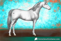 Horse Color:Gray White Spotted Black 