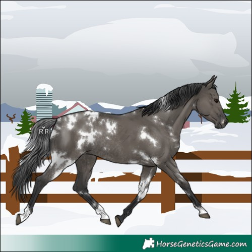 Horse Color:White Spotted Grullo Rabicano 