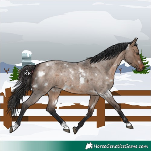 Horse Color:White Spotted Brown Roan Dun Rabicano
