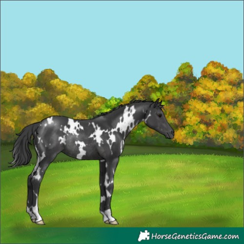 Horse Color:White Spotted Black Rabicano
