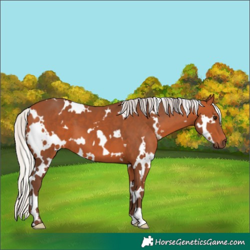 Horse Color:White Spotted Silver Bay 