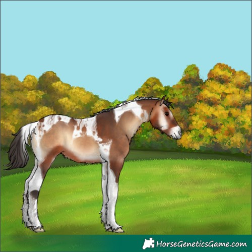 Horse Color:Bay Onyx Tobiano 