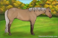 Horse Color:Silver Bay Dun Sabino