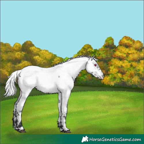 Horse Color:White Spotted Silver Bay Chinchilla Appaloosa 
