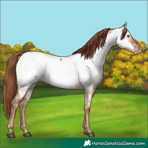 Horse Color:Red Dun Appaloosa 