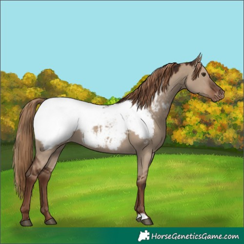 Horse Color:Liver Red Dun Appaloosa 