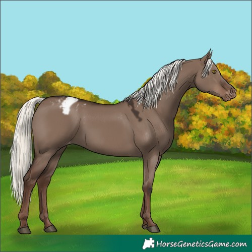 Horse Color:Liver Red Dun Mushroom Appaloosa 