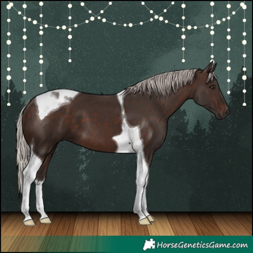 Horse Color:Silver Brown Tobiano