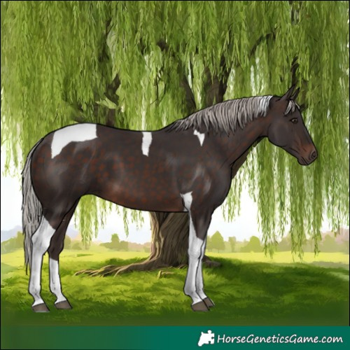 Horse Color:Silver Brown Tobiano