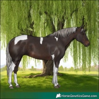 Horse Color:Silver Brown Tobiano 