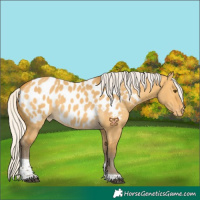 Horse Color:Silver Buckskin Dun Tobiano Near Leopard 