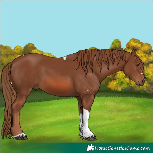 Horse Color:Chestnut Tobiano 