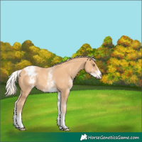 Horse Color:White Spotted Gold Champagne Appaloosa 