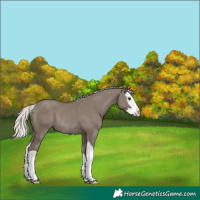 Horse Color:Silver Grullo Splash Rabicano 