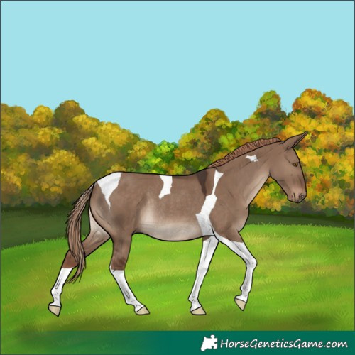 Horse Color:Liver Red Dun Tobiano Rabicano 