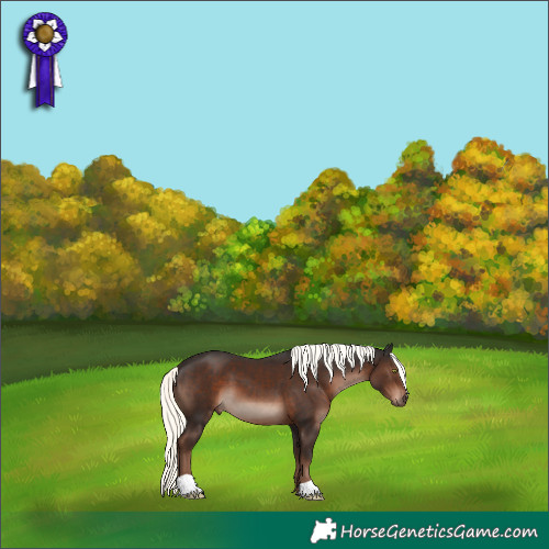 Horse Color:Liver Chestnut Mushroom 