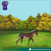 Horse Color:Liver Chestnut Mushroom 