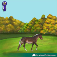 Horse Color:Liver Chestnut Mushroom 