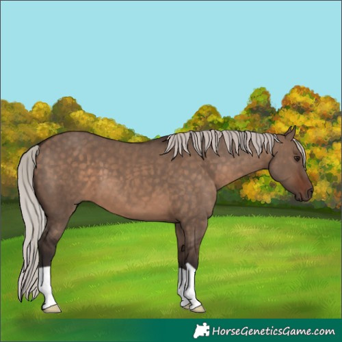 Horse Color:Silver Brown Dun 