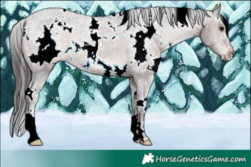 Horse Color:White Spotted Brown Appaloosa 