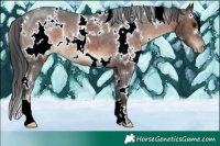 Horse Color:White Spotted Brown Appaloosa 