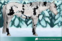 Horse Color:White Spotted Brown Appaloosa 