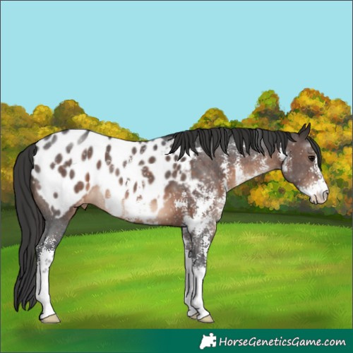 Horse Color:Brown Sabino Appaloosa 