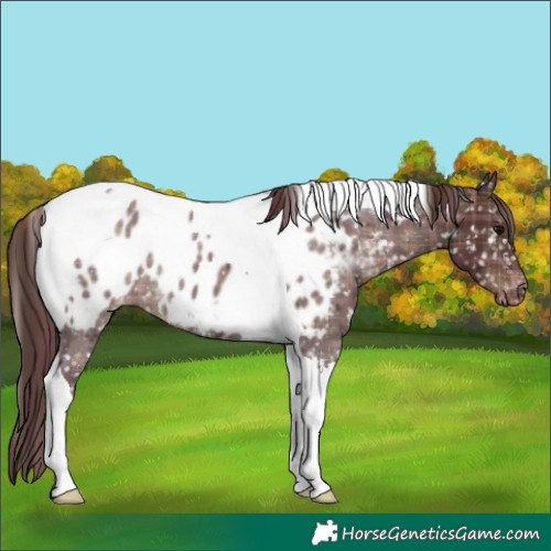Horse Color:Plaid  Chocolate Brown Tobiano Appaloosa 