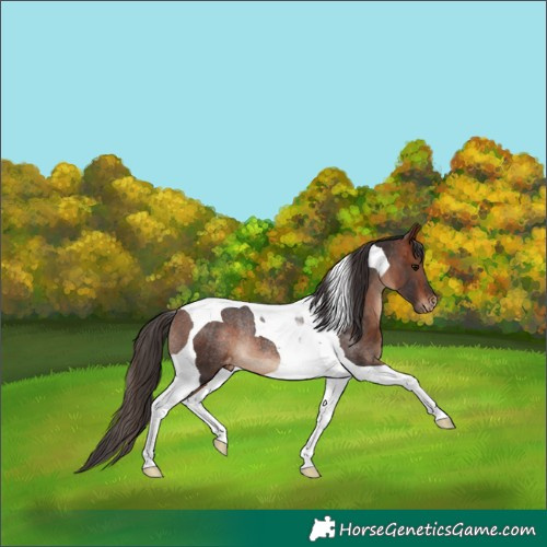 Horse Color:Bay Tobiano Appaloosa Rabicano 
