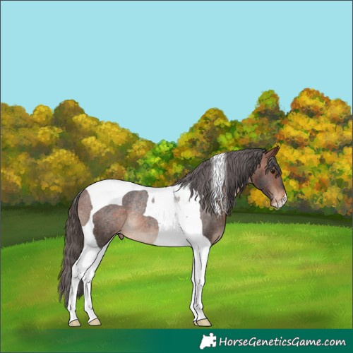 Horse Color:Bay Tobiano Appaloosa Rabicano 