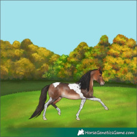Horse Color:Bay Tobiano Rabicano 
