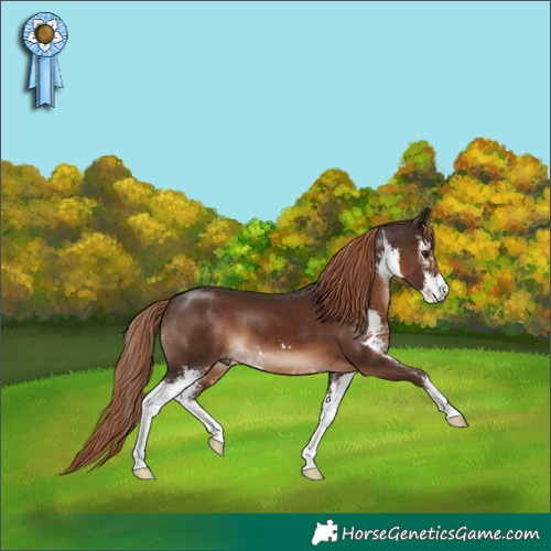Horse Color:Liver Chestnut Sabino 