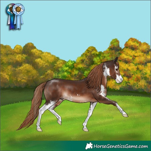 Horse Color:Liver Chestnut Sabino 