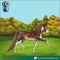 Horse Color:Liver Chestnut Sabino 