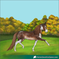 Horse Color:Liver Chestnut Sabino 