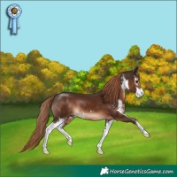 Horse Color:Liver Chestnut Sabino 
