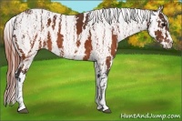 Horse Color:Brown Appaloosa  Brindle