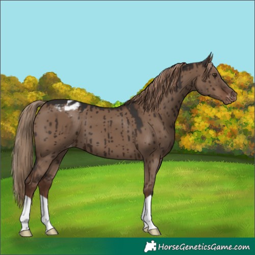 Horse Color:Liver Red Dun Appaloosa Brindle 